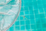 Can Pool Removal Eliminate Mosquito and Pest Problems?